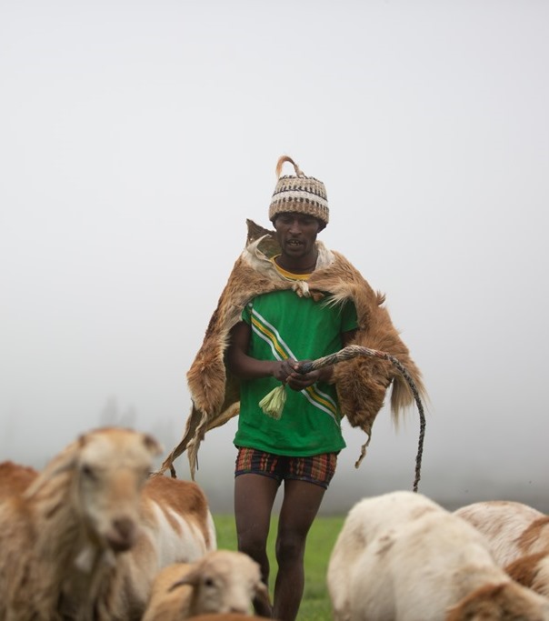 Highland sheep grazing on Ethiopian mountain slopes